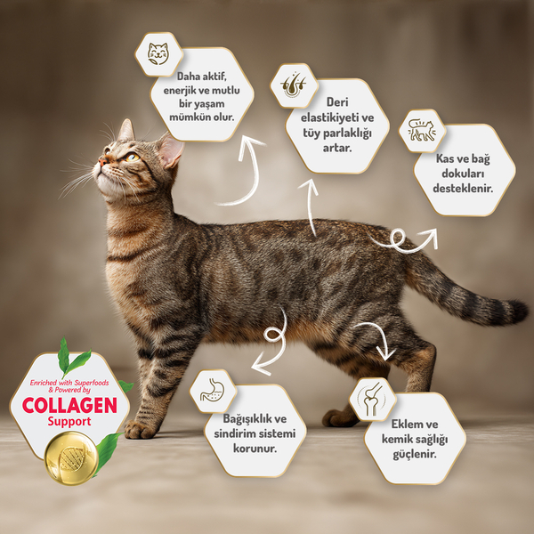 Felicia 12 Kg Kolajenli Kuzulu Az Tahıllı Yavru Kedi Maması HypoAllergenic Kedi Maması