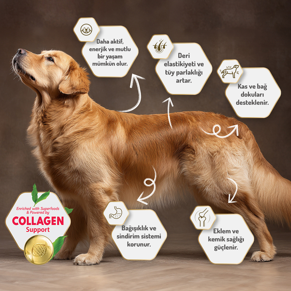 Felicia 6 Kg (2x3 Kg) Kolajenli Somonlu Az Tahıllı Small/Mini Yetişkin Köpek Maması /Mini HypoAllergenic Köpek Maması